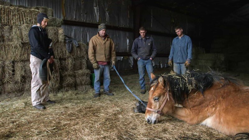 Dee, Tony, Chris and Cody standing guard while Tony’s stallion recovers from his castration. – Bild: Discovery Communications