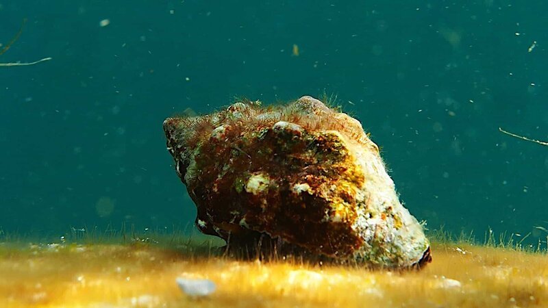 Purpurschnecke auf dem Meeresgrund vor Mallorca. Seit Jahrtausenden wird aus ihr der teuerste Farbstoff der Welt hergestellt. – Bild: ZDF und SWR/Kobalt Documentary. Purpurschnecke auf dem Meeresgrund vor Mallorca. Seit Jahrtausenden wird aus ihr der teuerste Farbstoff der Welt hergestellt. – Bild: ZDF und SWR/Kobalt Documentary.