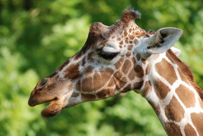 Ganz ungewöhnlich: Giraffen haben blauen Zungen. – Bild: Jens-Uwe Heins /​ BR /​ BR/​Jens-Uwe Heins