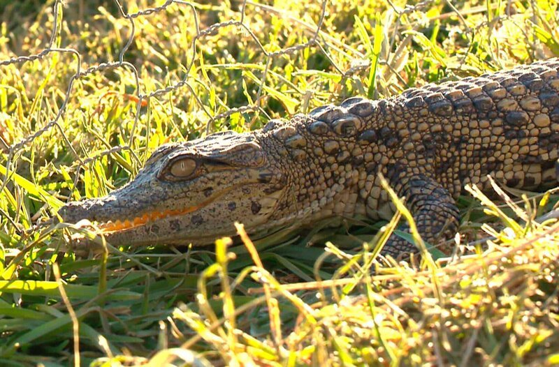 Die Krokodil-Babys werden vor der nächtlichen Kälte in Sicherheit gebracht. – Bild: SWR