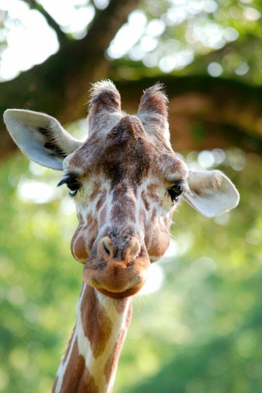 Die neue Giraffe hat ihre lange Reise nach Hellabrunn gut überstanden. – Bild: BR/​Jens-Uwe Heins