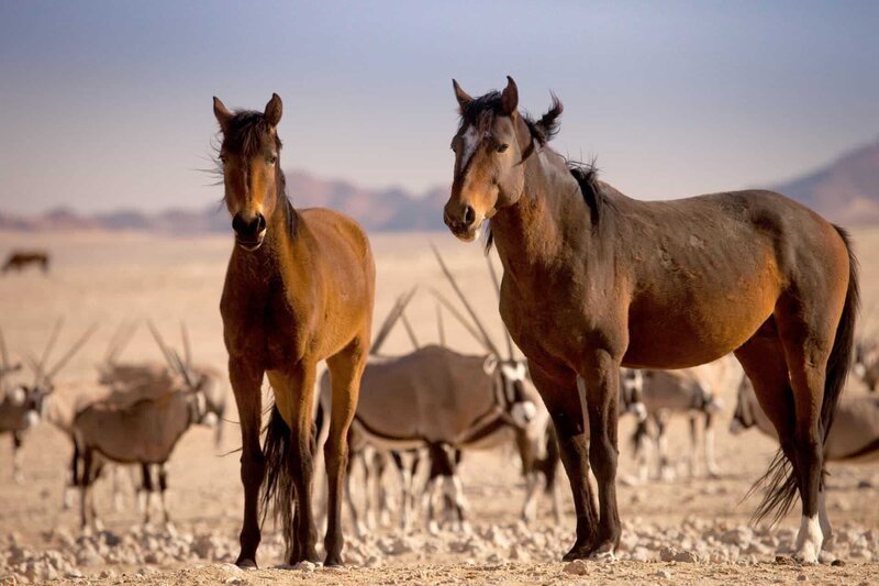 Wüstenpferde und Oryx Antilopen im Hintergrund. – Bild: 3sat
