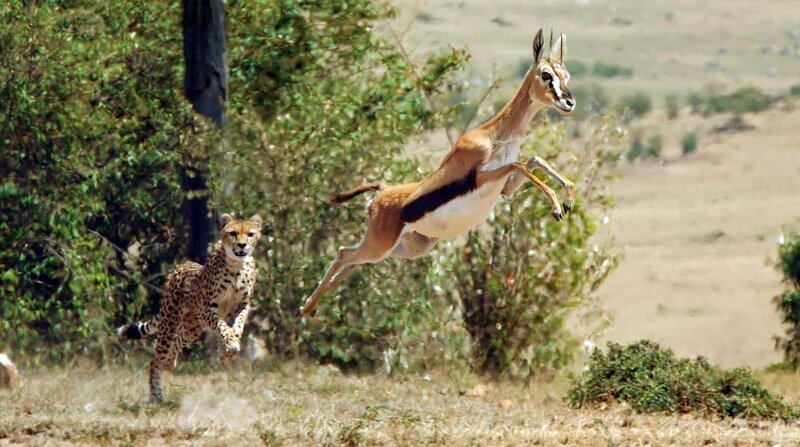 Ein Gepard jagt eine Thompson Gazelle im Massai Mara Nationalpark, Kenia. Geparden sind die schnellsten Landtiere der Erde. Mit bis zu 60 Meilen pro Stunde (93km/​h) ist er etwas schneller als die Gazelle. – Bild: NDR/​Silverback Films 2015