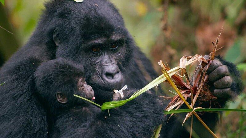 Das acht Wochen alte Baby-Berggorilla Nyakabara wird von ihrer Mutter festgehalten, als sie im Bwindi Impenetrable National Park, Uganda, auf Nahrungssuche geht. Sie ist eines von nur 50 Berggorilla-Babys auf der Welt. – Bild: ORF/​BBC