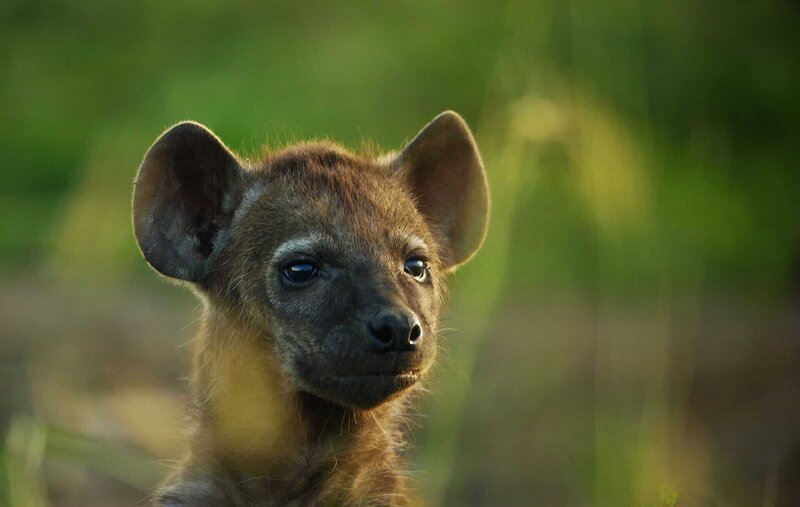 Das 12-Wochen alte Hyänenbaby Bisque kommt aus ihrer Höhle im Mara Conservancy in Kenia. – Bild: ORF/​BBC