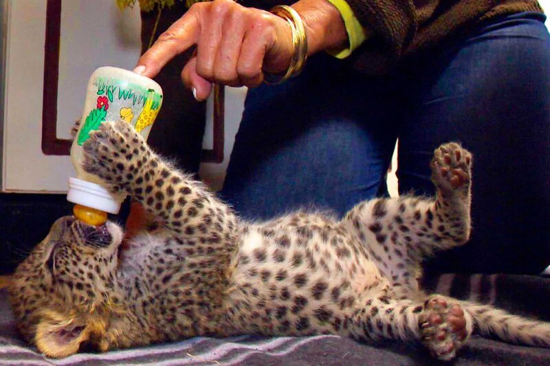 ARD/​SWR DAS WAISENHAUS FÜR WILDE TIERE FOLGE 31, „Abenteuer Afrika“, SWR Dokuserie mit 40 Folgen, deren Schauplatz die Tierrettungsstation „Harnas“ am Rand der afrikanischen Kalahari-Wüste ist, am Donnerstag (09.02.12) um 16:10 Uhr im ERSTEN. Es geht drunter und drüber bei der lustigen Fütterung der Leoparden-Babys. – Bild: SWR