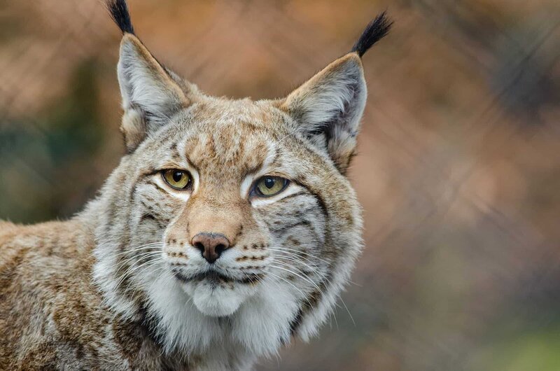 der Luchs, Lynx – Bild: CC0 Creative Commons