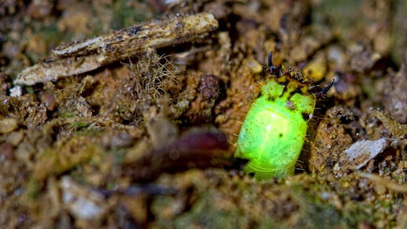 Glühende Lichter mitten im Amazonas – mit der Entdeckung einer unbekannten Käferart stoßen Insektologen auf ein neues Rätsel. – Bild: ZDF und BBC/​BBC