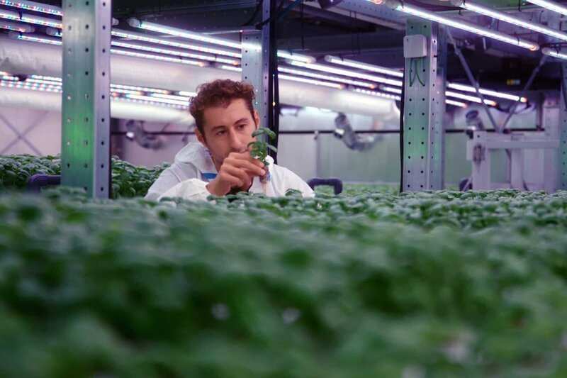 NZZ Format Brauchen wir Vertical Farming? – Wie Hightech-Gemüsefabriken die Welt retten wollen Yasai-Gründer Mark Zahran begutachtet seine Vertical Farming-Pflanzen.  Copyright: SRF/​NZZ Format – Bild:  SRF/​NZZ Format
