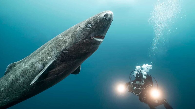 Neben einem riesigen Eishai zu tauchen war für die Unterwasserfilmerin Christina Karliczek ein einzigartiges Erlebnis. – Bild: BLACK CORAL FILMS AB/​BR/​DocLights GmbH/​NDR