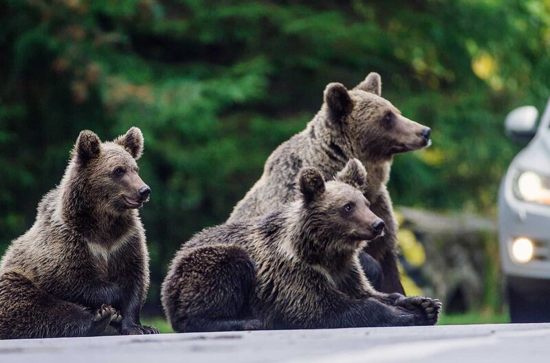 Touristen werfen gezielt Nahrung aus ihren Autos, ein Fehlverhalten, das nicht ohne Folgen bleibt: Mittlerweile warten die Bären an der Straße darauf, gefüttert zu werden. – Bild: Doclights Naturfilm/​Bärenalarm /​ © Doclights Naturfilm/​Bärenalarm