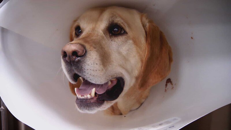 Hund beim Tierarzt. – Bild: Warner Bros. Discovery