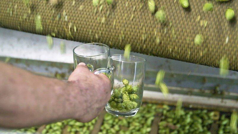 Ob fruchtig, malzig oder herb: Grundzutat für jedes Bier ist Hopfen. Er macht den edlen Tropfen haltbar, regt den Appetit an und hat zudem eine beruhigende Wirkung auf Körper und Geist. – Bild: BILD Ob fruchtig, malzig oder herb: Grundzutat für jedes Bier ist Hopfen. Er macht den edlen Tropfen haltbar, regt den Appetit an und hat zudem eine beruhigende Wirkung auf Körper und Geist. – Bild: BILD