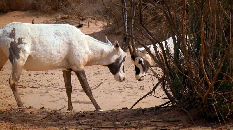 Arabische-Ory-Antilopen waren fast ausgerottet. Durch Schutzprogramme erholte sich der Bestand in der arabischen Wüste Rub al-Chali – Bild: phoenix/​ZDF/​Channel 9