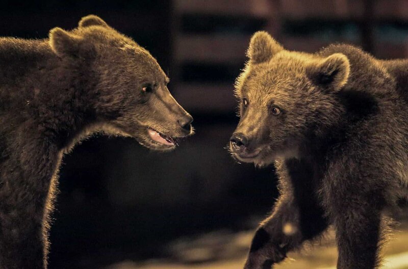 Nicht ganz ungefährlich: Bären in Städten können durch aggressives Verhalten zu „Problembären“ werden. – Bild: Doclights Naturfilm/​Bärenalarm /​ © Doclights Naturfilm/​Bärenalarm