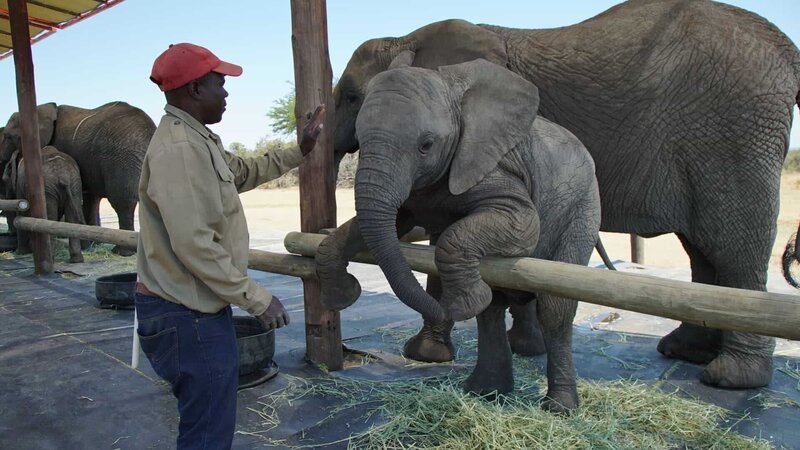 Elefanten in „Adventures with Elephants“, Südafrika. – Bild: Animal Planet /​ 36394_ep106_011 /​ Discovery, Inc.