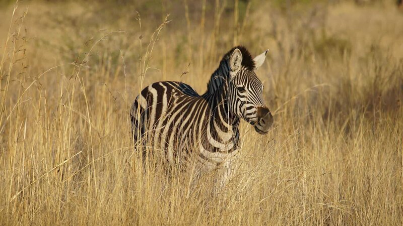 Why are zebras black and white? Zebra’s in South Africa. – Bild: Discovery Communications, LLC