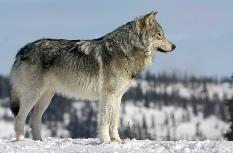 Ein kanadischer Wolf blickt über den borealen Wald. – Bild: Terra Mater Studios/​River Road Films/​Justin Maguire /​ © Terra Mater Studios/​River Road Films/​Justin Maguire
