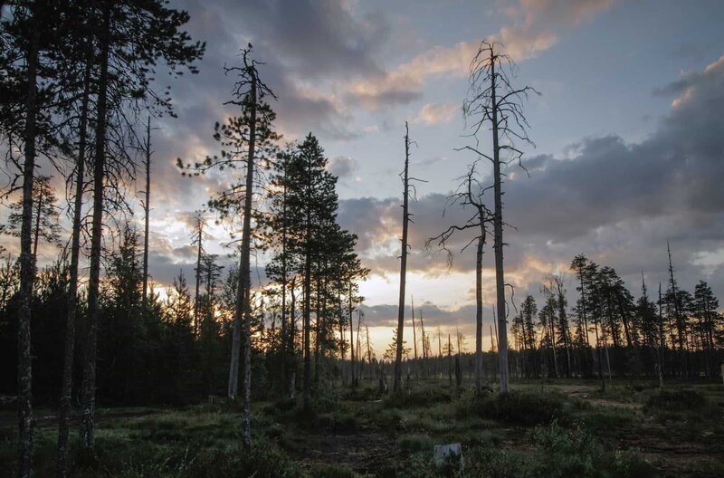 Finlandia /​ FINLAND – The taiga is a narrow band of spruce, pine, larch and birch that stretches from Scandinavia right around the planet. It’s the world’s largest wilderness and makes up a quarter of our planet’s tree cover. (Photo Credit: Off the Fence/​John Waters) – Bild: SWR/​John Waters