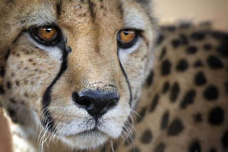 Geparde brauchen große Territorien um zu überleben. Wildschutzgebiete werden zunehmend eingezäunt, die größte Gefahr für die Tiere ist daher Inzucht. – Bild: NDR/​doclights/​Silverback Films 2015/​Ellen Husain
