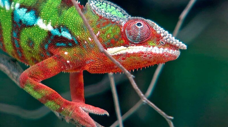 Chameleon Theo leuchtet besonders intensiv in Rot, Grün und Blau, weil er auf Brautschau ist. – Bild: HR