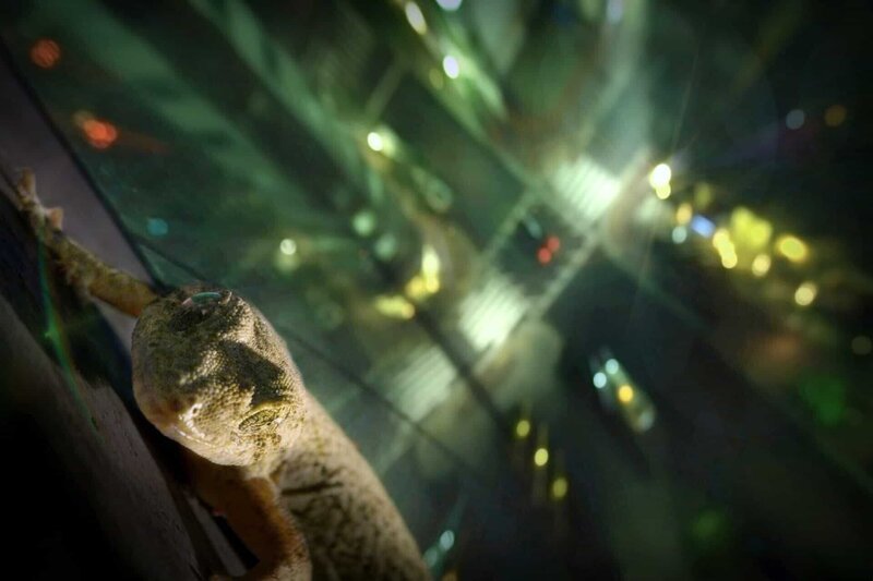 Ein Gecko erklimmt die Fassade eines Wolkenkratzers in Tokio. – Bild: Geo Television
