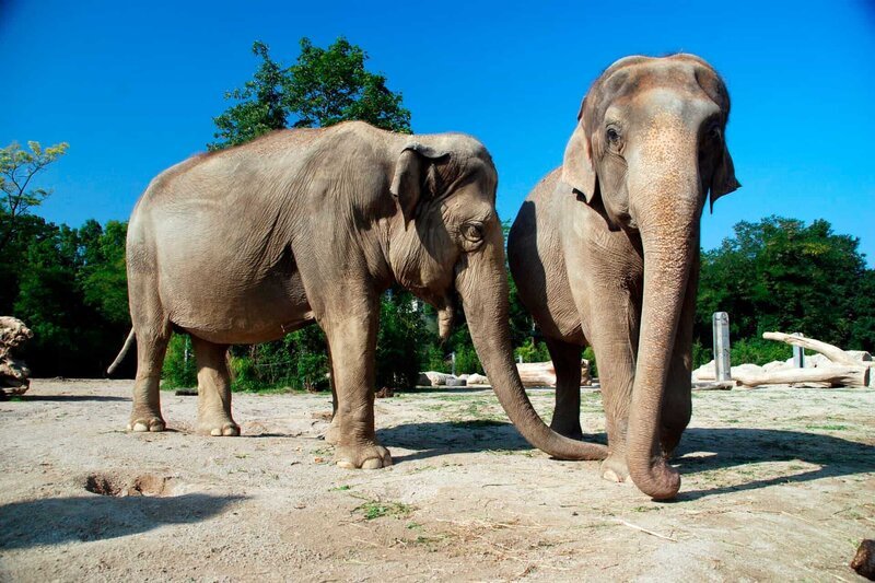 Elefanten sind manchmal ganz schön pelzig. – Bild: BR/​Jens-Uwe Heins