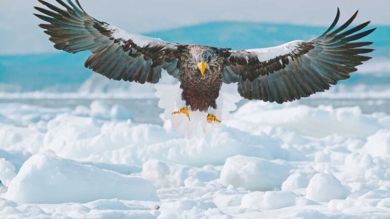 Im Winter erreicht ein besonderer Besucher aus Russland Japans Norden: Der Riesenseeadler jagt hier an den letzten offenen Stellen nach Fischen. – Bild: ORF/​© Doclights Naturfilm /​ NHK