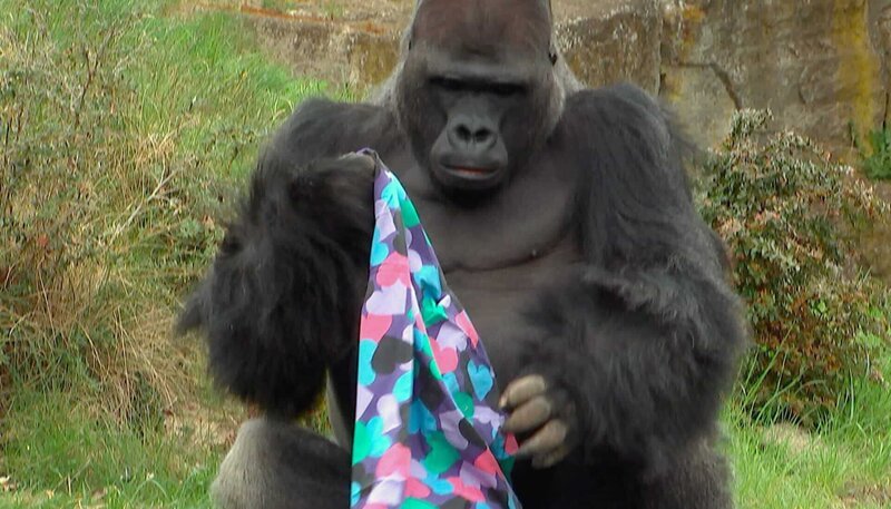 Gorilla Ivo im Zoo Berlin hat ein Dufttuch bekommen. – Bild: rbb/​Dokfilm