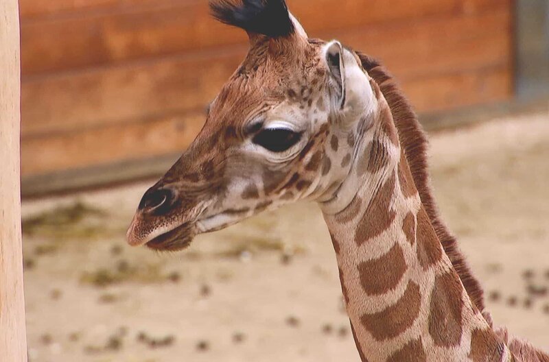 Das zwei Wochen alte Giraffenmädchen Kimara. – Bild: BR/​HR