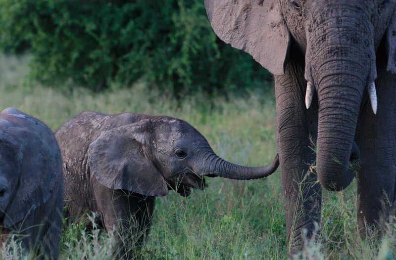 Elefantenbaby. – Bild: WDR/​Plimsoll Productions