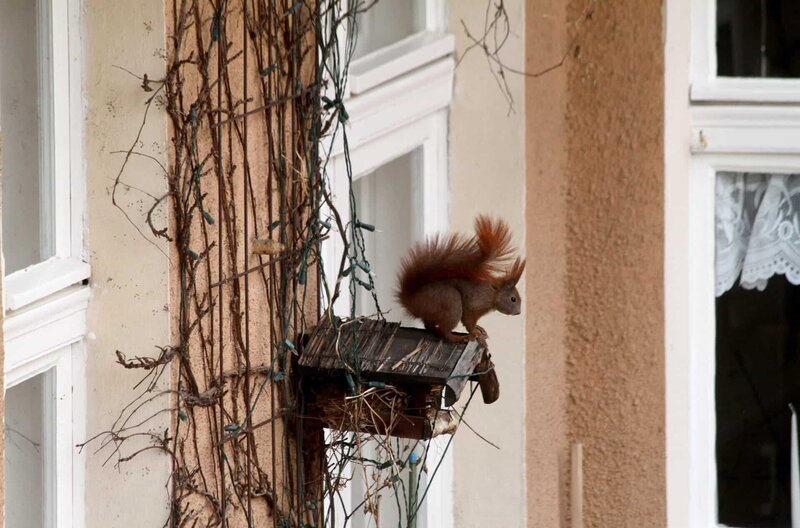 Stadteichhörnchen Wildes Berlin – Bild: phoenix Stadteichhörnchen Wildes Berlin – Bild: phoenix