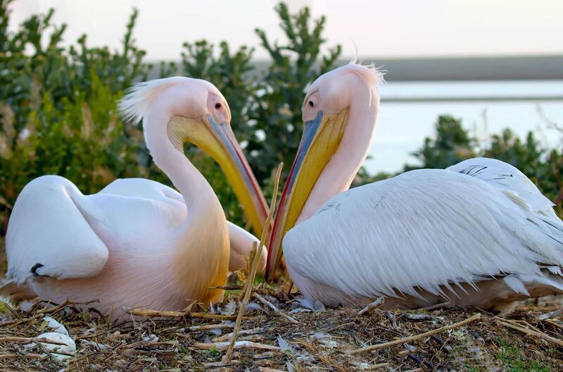 Rosapelikane brüten nicht in Nestern, sondern auf dem Boden. – Bild: ZDF /​ © Längengrad Filmproduktion/​Nady /​ © Längengrad Filmproduktion/​Nadya Dorofeeva