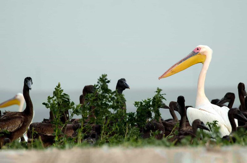 Die Pelikan-Insel – Bild: Längengrad Filmproduktion/​Nadya Dorofeeva /​ © Längengrad Filmproduktion/​Nadya Dorofeeva