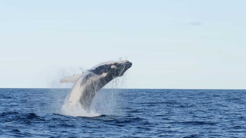 Bei den Buckelwalen springen Männchen während der Paarungszeit hoch aus dem Wasser. – Bild: ZDF und © Off the Fence./​© Off the Fence