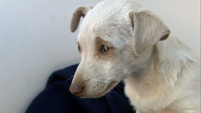 AJ Meadows takes a look at a dog owner who wanted to break his puppy himself. – Bild: Animal Planet /​ Tanja Bachetzky