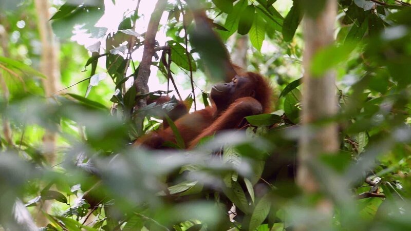 Jeden Abend konstruieren Orang-Utans ein neues Schlafnest in den Baumkronen. – Bild: ZDF und © Off The Fence./​© Off The Fence