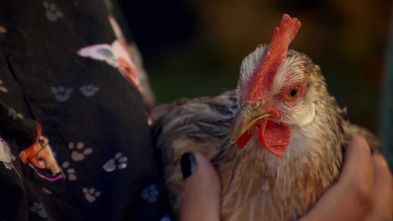 Dyani holding a chicken at the vet. – Bild: Animal Planet