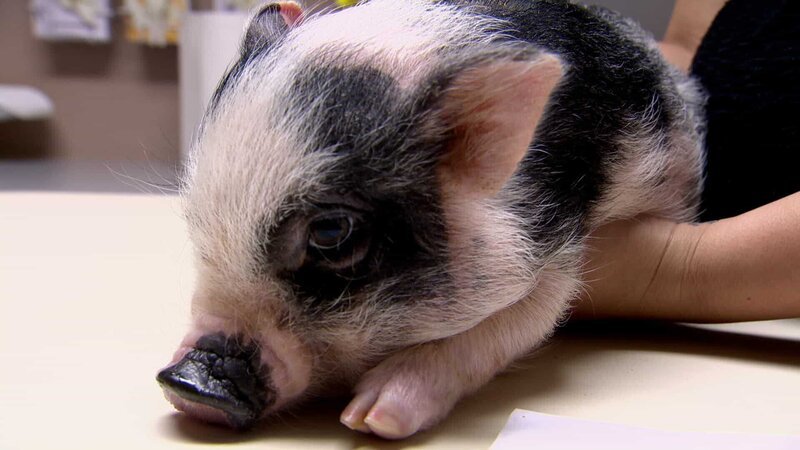Bentley the micro pig comes in for treatment. – Bild: Discovery/​Discovery Communications, LLC