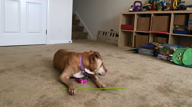 Summer laying in her forever home at the home check. – Bild: Animal Planet /​ Discovery Communications