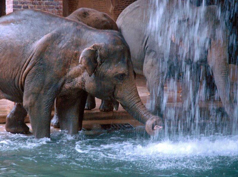 Die Elefanten nehmen eine Dusche. – Bild: BR/​ARD/​Christa Köfer