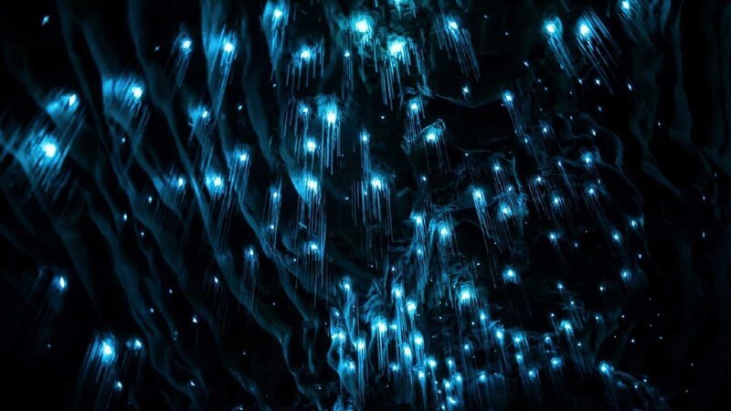 Tausende „Glow Worms“ leuchten in unterirdischen Höhlen, um ihre Beute anzulocken. – Bild: ZDF und Jurassic Ltd.