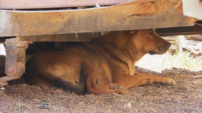 Dog under a shelter. – Bild: Animal Planet /​ Tanja Bachetzky