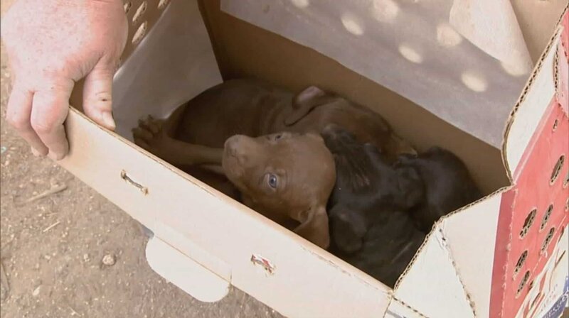 The investigators find three puppies. – Bild: Animal Planet /​ Tanja Bachetzky
