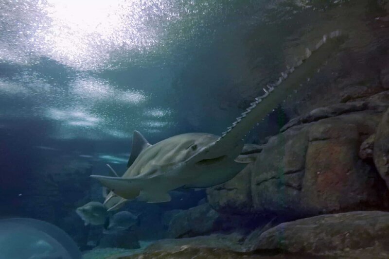 Äußerlich ist der Sägefisch eine Mischung zwischen einem Rochen und einem Hai. – Bild: ZDF und Jurassic Ltd