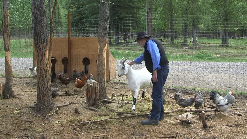 Bernie pets one of this goats in the chicken coop of Chena Hot Springs Resort. – Bild: Discovery Communications, Inc.