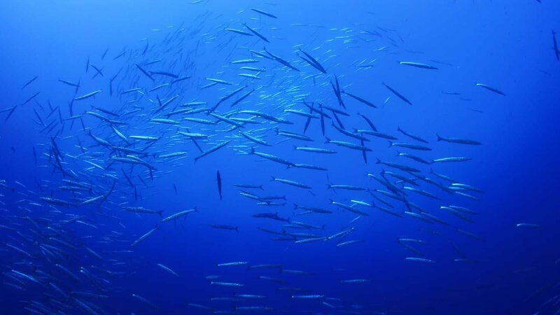 Blaue Welten – Bild: RTL /​ © 2016   Aquawork, S.L.