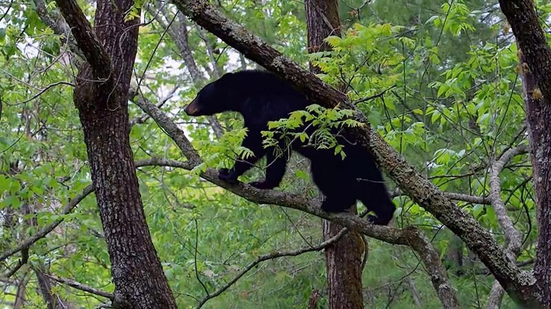 When eating, black bears are an easy target. – Bild: Tanja Bachetzky /​ ©Animal Planet