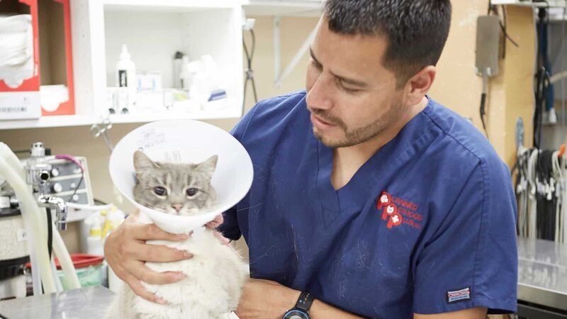 Hector Martinez works with a cat at the clinic. – Bild: Animal Planet /​ 34121_1392 /​ Discovery Communications, Inc.