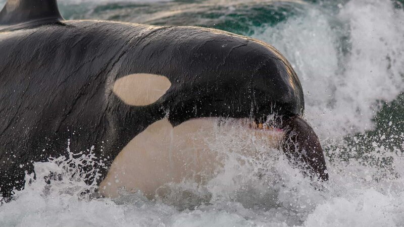 Der Schwertwal ist eine von zwei Arten, denen es gelingt, unbeaufsichtigte Seelöwenjungen vom Strand wegzuschnappen. – Bild: WELT